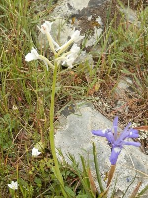 Dactylorhiza romana