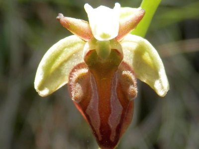 Ophrys herae