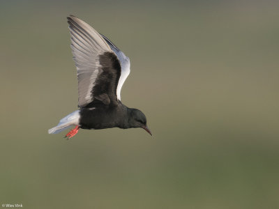 Witvleugelstern - Chlidonias leucopterus