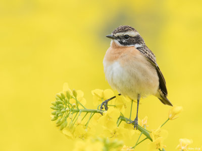 Paapje - Saxicola rubetra