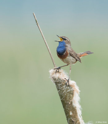 Blauwborst - Luscinia svecica
