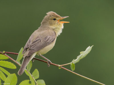 Orpheussspotvogel - Hippolais polyglotta