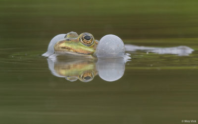 Bastaardkikker - Pelophylax kl. esculentus