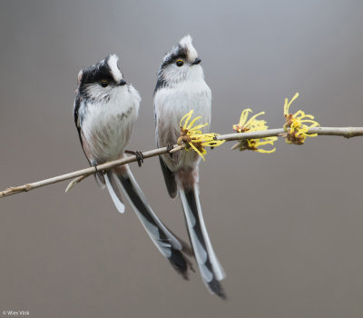 Staartmees - Aegithalos caudatus