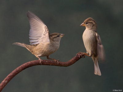 Database Birds: H - M