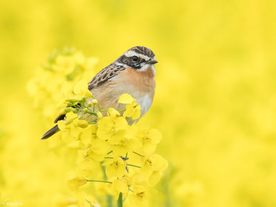 Paapje - Saxicola rubetra