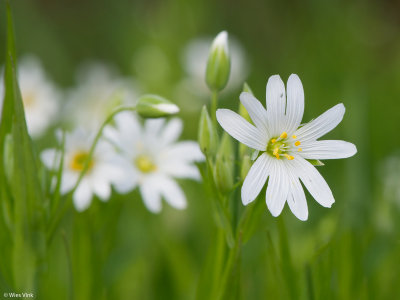Grote muur - Stellaria holostea