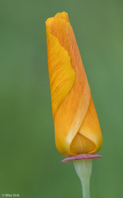 Slaapmutsje - Eschscholzia californica