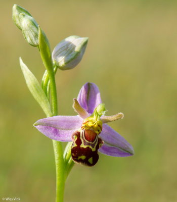 Bijenorchis - Ophrys apifera
