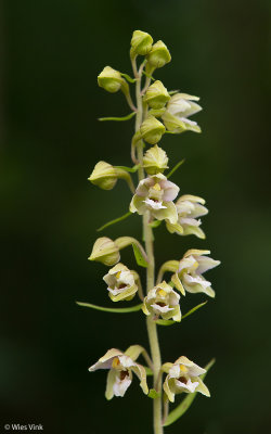 Duinwespenorchis - Epipactis dunensis