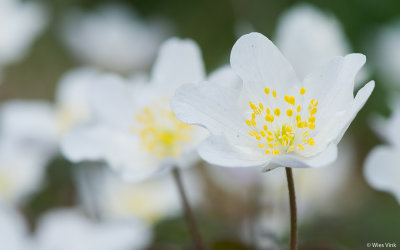 Bosanemoon - Anemone nemorosa