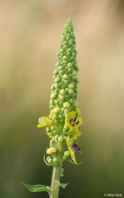 Zwarte toorts - Verbascum nigrum