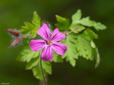 Robertskruid - Geranium robertianum