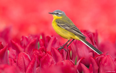 database_birds_a__g