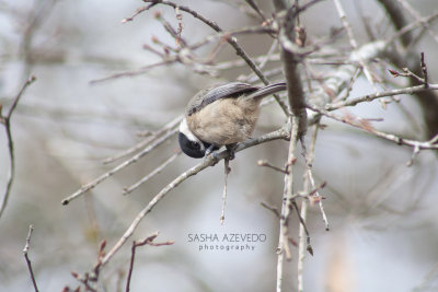 Carolina Chickadee