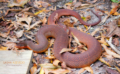 Redbelly Water Snake