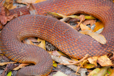 Redbelly Water Snake