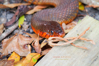 Redbelly Water Snake