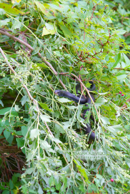 Southern Black Racers