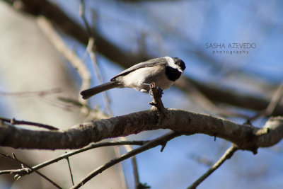 Carolina Chickadee