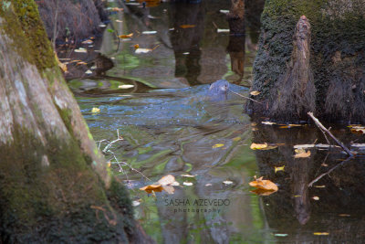 River Otter