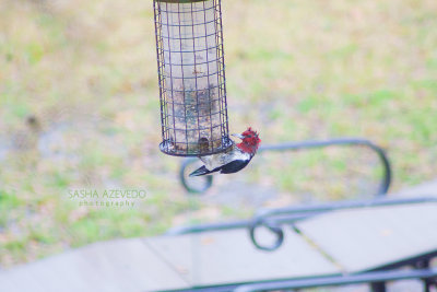 Red-headed Woodpecker