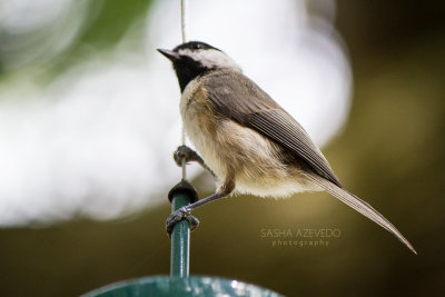 Carolina Chickadee