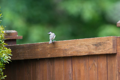 Carolina Chickadee