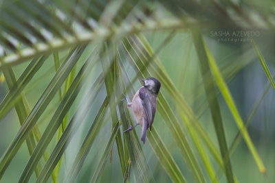 Carolina Chickadee