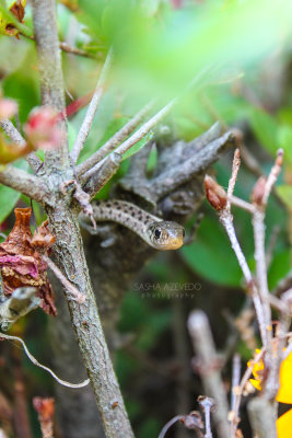 Eastern Garter Snakes