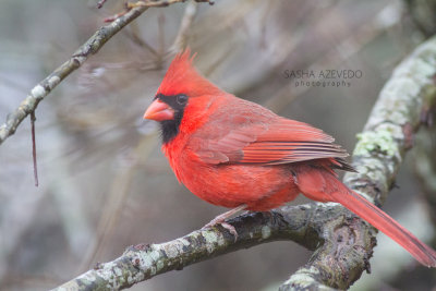 Northern Cardinal