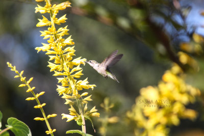 Ruby-throated Hummingbird