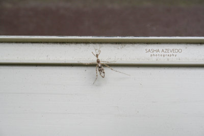 Stenolemus Assassin Bug