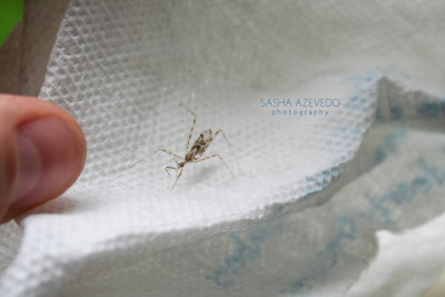 Stenolemus Assassin Bug