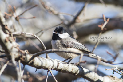 Carolina Chickadee