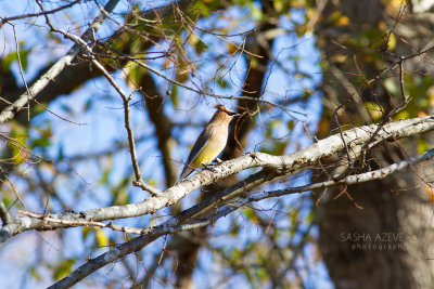 Cedar Waxwings