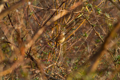 Carolina Wren