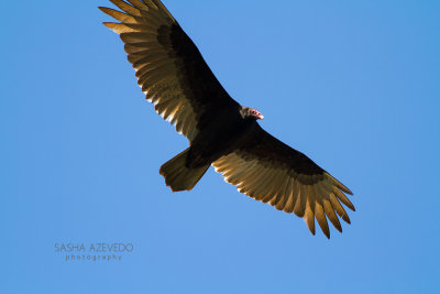 Turkey Vultures