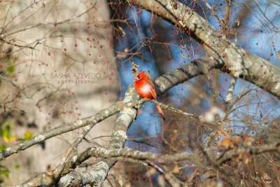 Northern Cardinals