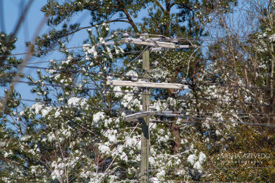 Winter Storm Grayson, Charleston, S.C.