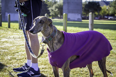 2018 Purple Haze 5K And Dog Dash