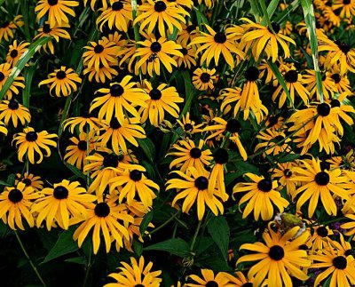 Black-eyed Susan or Yellow Coneflowers