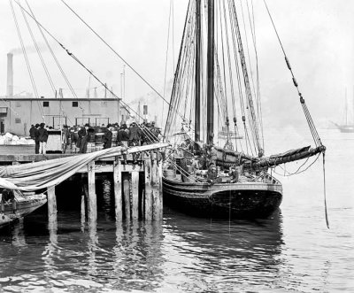 c. 1903 - Fishing schooner