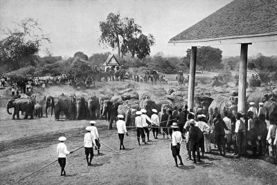 1908 - Royal elephant hunt