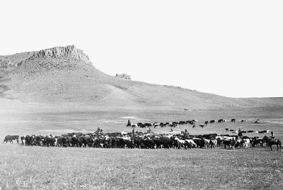 c. 1890 - Cattle Roundup