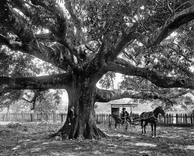 c. 1900 - Giant oak tree and a surrey with the fringe on top