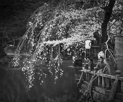 1900 - Cherry tree in bloom