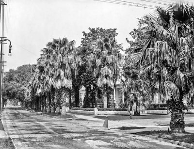 c. 1910 - Palm trees on St. Charles Avenue