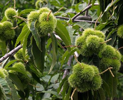 Chestnuts