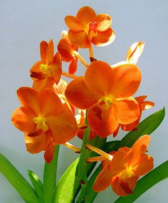 Orchid: Monk's orange